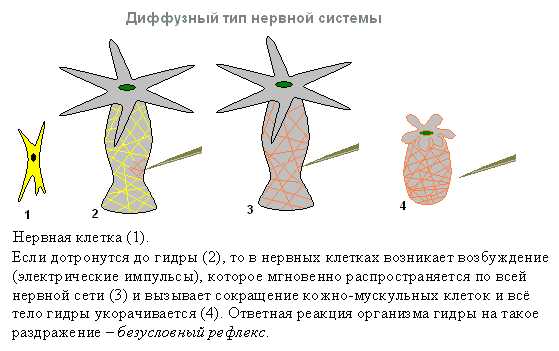 Кракен современный маркетплейс